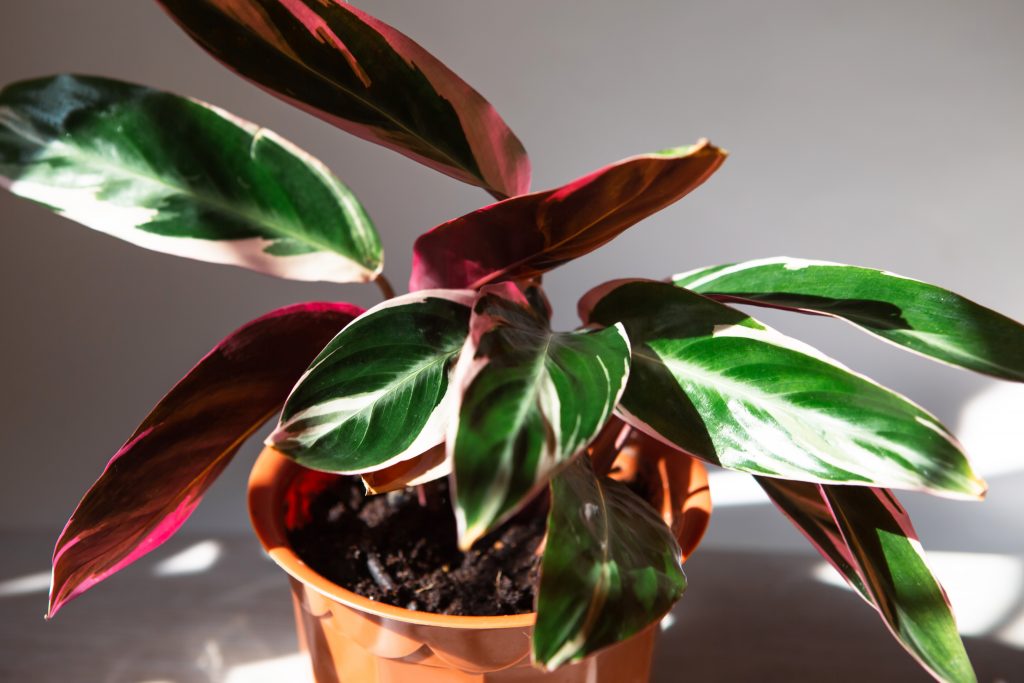 best indoor plants for decor