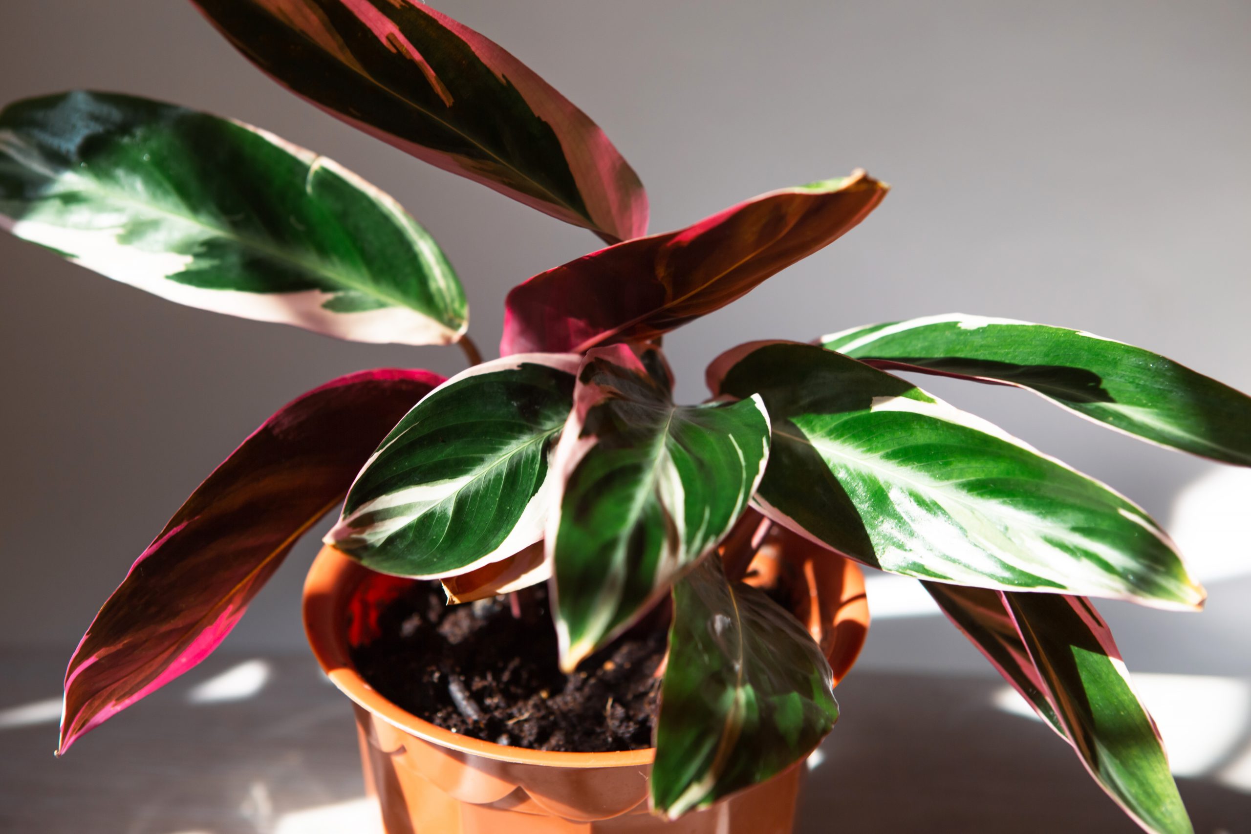 best indoor plants for decor